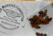 If You Write A Letter To This Address, You’ll Receive Free Seeds To Support Monarch Butterflies