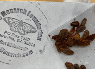 If You Write A Letter To This Address, You’ll Receive Free Seeds To Support Monarch Butterflies