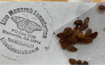 If You Write A Letter To This Address, You’ll Receive Free Seeds To Support Monarch Butterflies