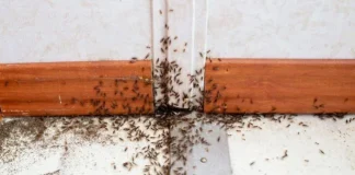 10 Tiny Bugs in Your House—And How to Get Rid of Them