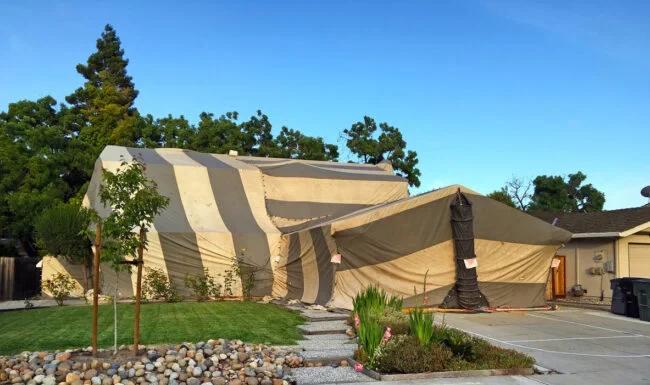 Why Do My Neighbors Have a Tented House?