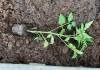 Maximizing Your Tomato Harvest: The Benefits of Sideways Planting and Deep Burying
