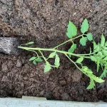 Maximizing Your Tomato Harvest: The Benefits of Sideways Planting and Deep Burying