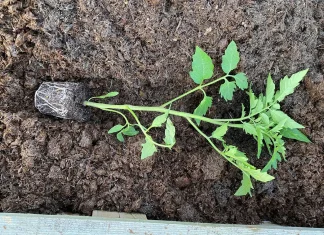 Maximizing Your Tomato Harvest: The Benefits of Sideways Planting and Deep Burying
