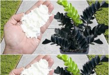 Unveil the Secret: Boost Your Plants’ Growth and Blooming Like Never Before!