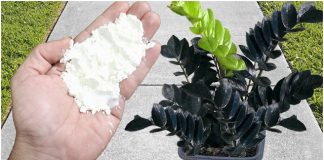 Unveil the Secret: Boost Your Plants’ Growth and Blooming Like Never Before!