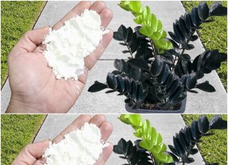 Unveil the Secret: Boost Your Plants’ Growth and Blooming Like Never Before!