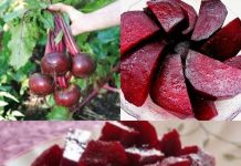 The Beet Goes On: Unveiling the Magic Hours After Enjoying Beets