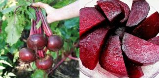 The Beet Goes On: Unveiling the Magic Hours After Enjoying Beets