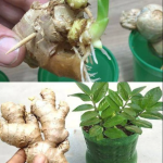 How to Grow Endless Amounts of Ginger at Home
