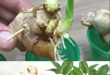 How to Grow Endless Amounts of Ginger at Home