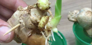 How to Grow Endless Amounts of Ginger at Home