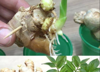 How to Grow Endless Amounts of Ginger at Home