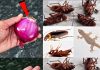 Say goodbye to cockroaches and bugs in your home: They will go away with this guaranteed cure