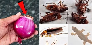 Say goodbye to cockroaches and bugs in your home: They will go away with this guaranteed cure