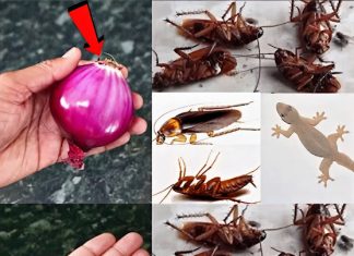 Say goodbye to cockroaches and bugs in your home: They will go away with this guaranteed cure