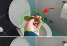 You can say goodbye to bad smells in the bathroom with just a bay leaf.