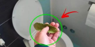 You can say goodbye to bad smells in the bathroom with just a bay leaf.