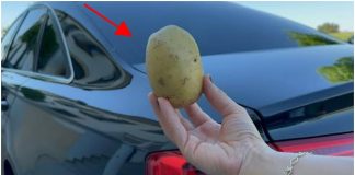 The Lifesaving Potato: An Unlikely Hero in Your Car