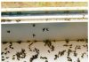 The ingenious trick to get rid of mosquitoes from the kitchen: they do not come again
