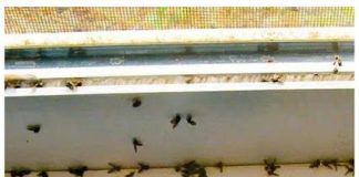 The ingenious trick to get rid of mosquitoes from the kitchen: they do not come again