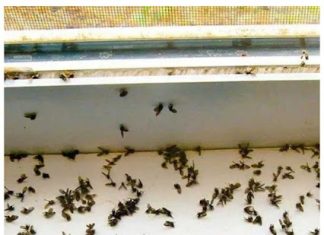 The ingenious trick to get rid of mosquitoes from the kitchen: they do not come again