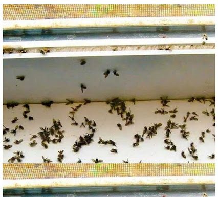 The ingenious trick to get rid of mosquitoes from the kitchen: they do not come again