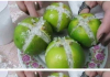 How to make a homemade room freshener