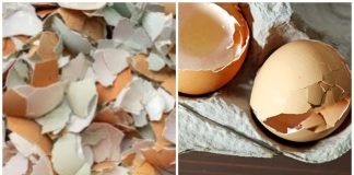 The Bright Smile Secret: Eggshell Teeth Whitening Wonder