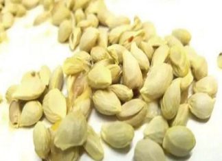 don’t throw lemon seeds in buckets anymore: you have no idea how many benefits they hide