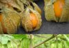 Exposing Canapum’s (Physalis) Magnificence