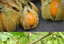 Exposing Canapum’s (Physalis) Magnificence