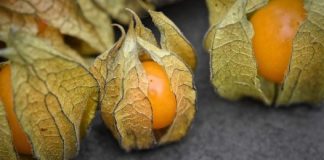 Exposing Canapum’s (Physalis) Magnificence