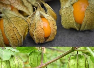 Exposing Canapum’s (Physalis) Magnificence