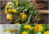 Sunshine in a Spoon: Easy No-Cook Dandelion Honey with Lemon
