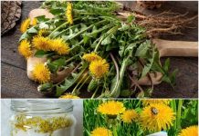 Sunshine in a Spoon: Easy No-Cook Dandelion Honey with Lemon