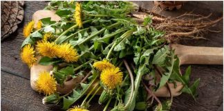 Sunshine in a Spoon: Easy No-Cook Dandelion Honey with Lemon