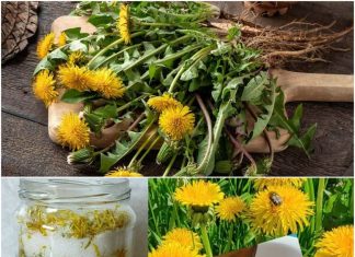 Sunshine in a Spoon: Easy No-Cook Dandelion Honey with Lemon