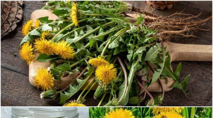Sunshine in a Spoon: Easy No-Cook Dandelion Honey with Lemon