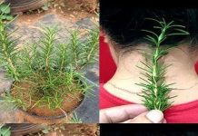 The Unexpected Advantages of Rosemary: A Mysterious Herb