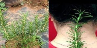 The Unexpected Advantages of Rosemary: A Mysterious Herb