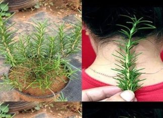 The Unexpected Advantages of Rosemary: A Mysterious Herb