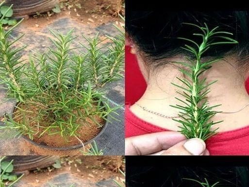 The Unexpected Advantages of Rosemary: A Mysterious Herb