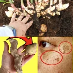 Discover Natural Radiance: Potatoes and Ginger for Glowing Skin