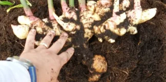 Discover Natural Radiance: Potatoes and Ginger for Glowing Skin