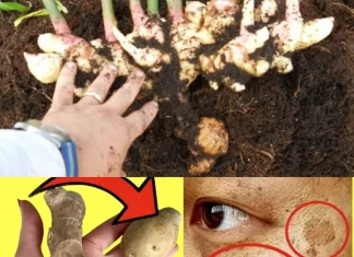 Discover Natural Radiance: Potatoes and Ginger for Glowing Skin