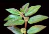 The Plant You See in the Picture Is One of the Most Miraculous Plants in the World