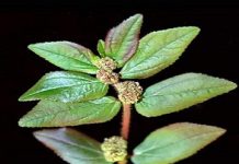 The Plant You See in the Picture Is One of the Most Miraculous Plants in the World