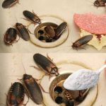 How to Eliminate Fleas, Ants and Cockroaches from Home Forever Ingredients: