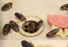 How to Eliminate Fleas, Ants and Cockroaches from Home Forever Ingredients: